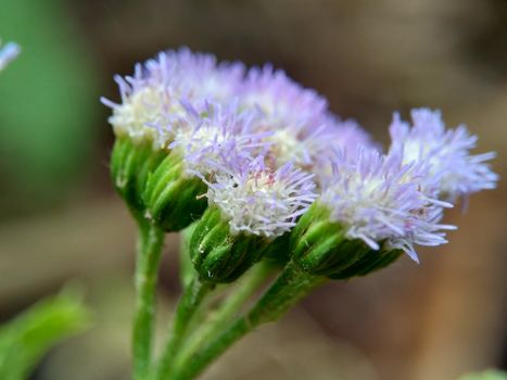 Macro shot Bandotan (Ageratum conyzoides) is a type of agricultural weed belonging to the Asteraceae tribe. Used to against dysentery and diarrhea, insecticide and nematicide.