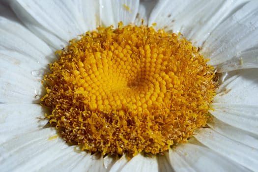 Close-up chamomile daisy flower with yellow nectar. Macro effect photo