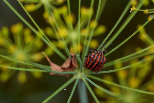 Red striped bedbug on a green branch of dill Graphosoma italicum, red and black striped stink bug, Pentatomidae. 