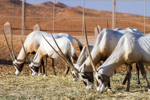 Herd of large antelopes with spectacular horns, Gemsbok, Oryx gazella, feeding