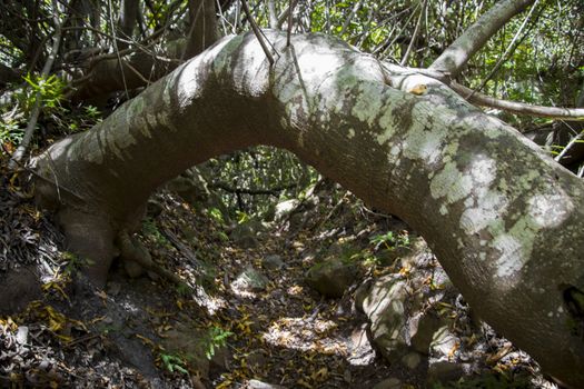 Specially Grown Curved Tree in Forest from Tablemountain National Park.