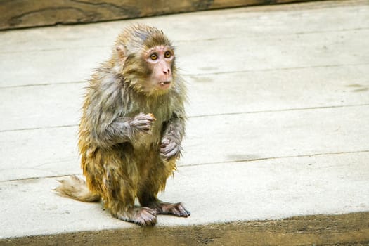 China, the Wudang monastery, small wet monkey eating a nut