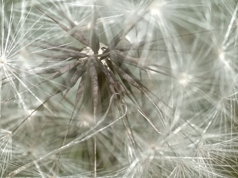 Beautiful macro of a dandelion flower