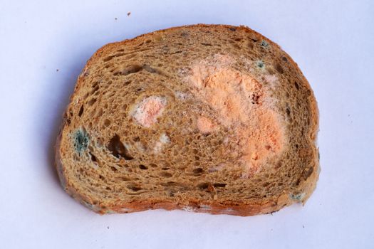 a piece of moldy bread on a white background.
