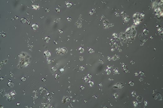 Cereal starch grains under the microscope 200x