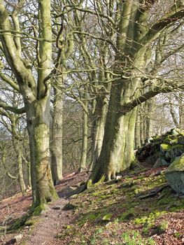 tall beech trees alongside a narrow rocky path in morning sunlight in crow nest woods in west yorkshire