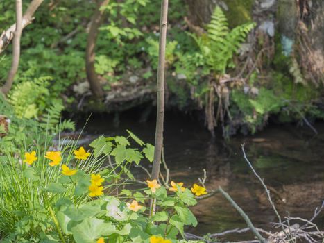 forest stream with blooming yellow marsh marigolds, bokeh background with green ferns, spring afternoon, selective focus
