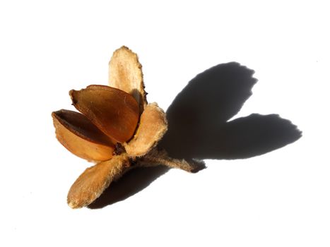 an open beech husk with nuts inside on a white background with shadow