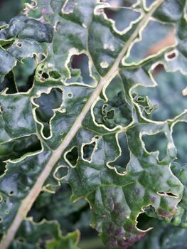 close up of late autumn kale growing with holes caused by garden pests eating the leaves