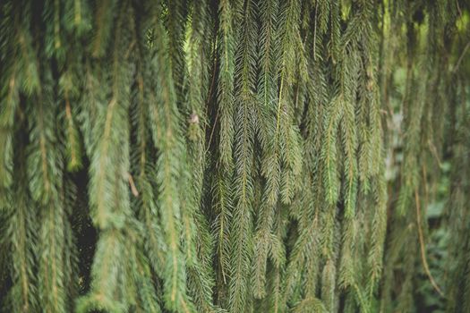 close up of needles of spruce