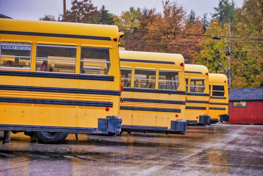Parked school buses in New England. Foliage Season