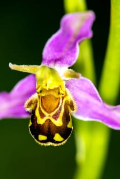 bee orchid on a meadow