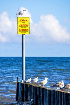 Groin in the Baltic Sea with warning table and gulls