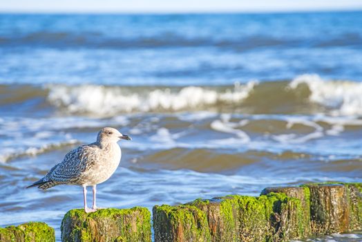 Groin in the Baltic Sea with gull