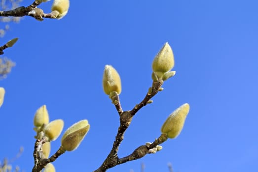 Magnolia buds before blooming
