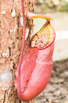 Nepenthes in The Garden