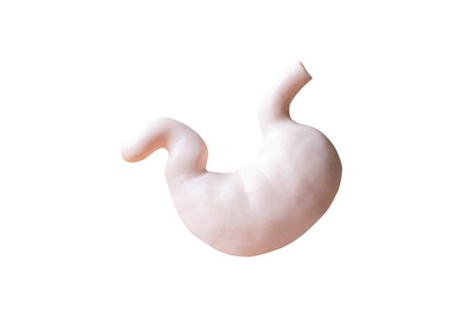 Human Stomach Anatomical Model on white background
