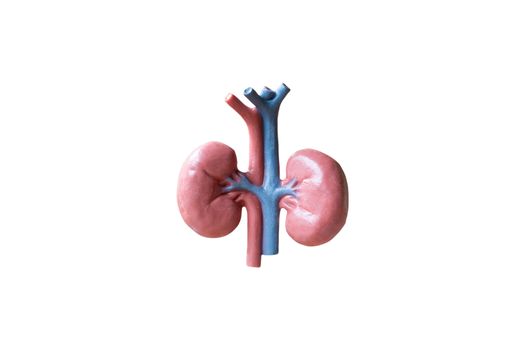 Human Kidneys Anatomical Model on white background