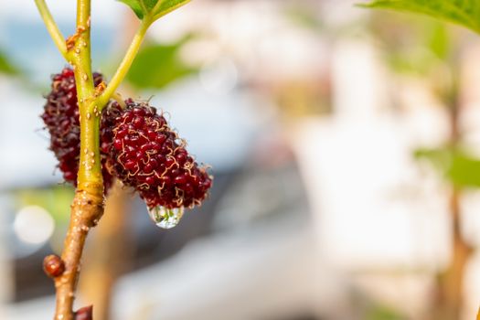 Fresh mulberry hanging on branch,  close-up 