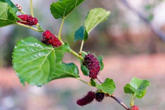 Fresh mulberry hanging on branch,  close-up 