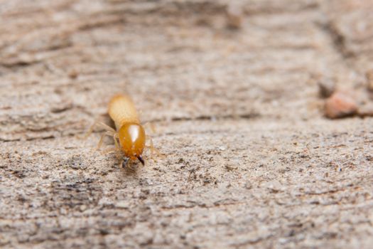 Macro termite on wood