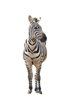 zebra isolated 