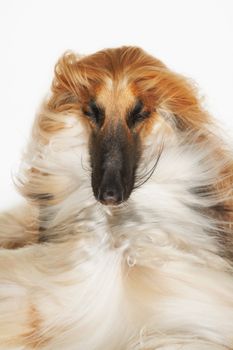 Afghan hound eyes closed windblown fur close-up