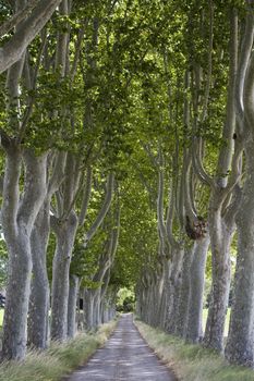 Treelined path