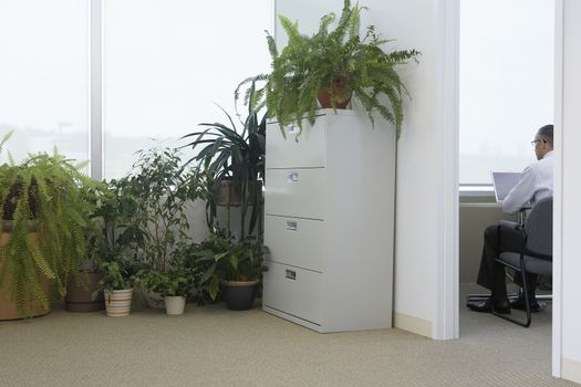 Potted plants by office window business man using laptop in adjoining room back view