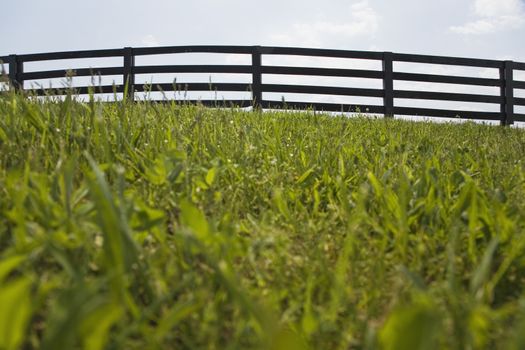 Fence in a grassy field