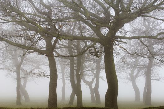 Bare trees on foggy day