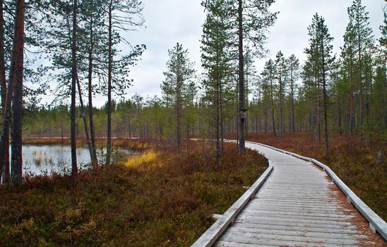 Forest in a national park in East-Finland