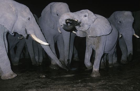 African Elephants (Loxodonta Africana) in mud at night