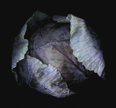 Close-up of purple cabbage studio shot