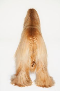 Afghan hound standing back view
