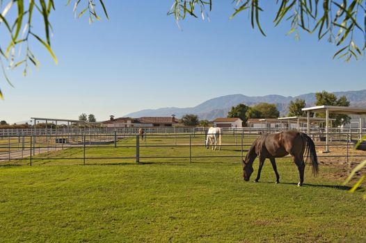 Horses grazing in private ranch