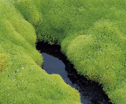 Lush moss and still water