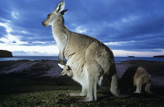Three generation family of Kangaroos at ocean