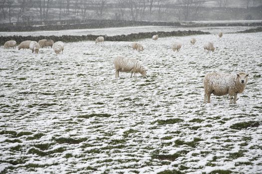 Sheep on snow covered field