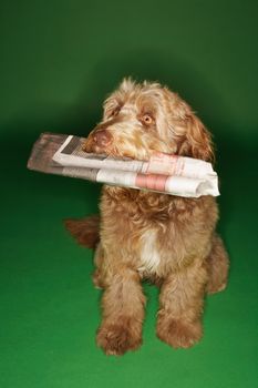 Otterhound carrying newspaper in mouth