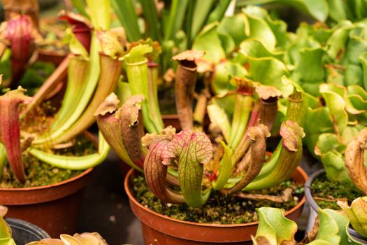 Exotic flower. Carnivorous pitcher plants close up