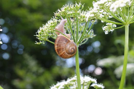 little vineyard snail on a flower