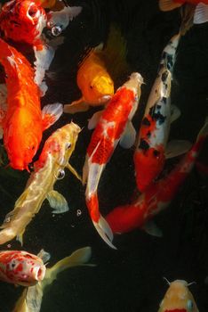 Koi, Fancy Carp are swimming in above water surface