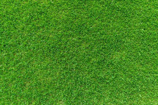 green landscaped lawn as background or wallpaper.