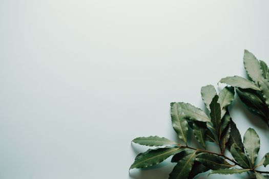 White background with branch of green plants on the bottom right corner