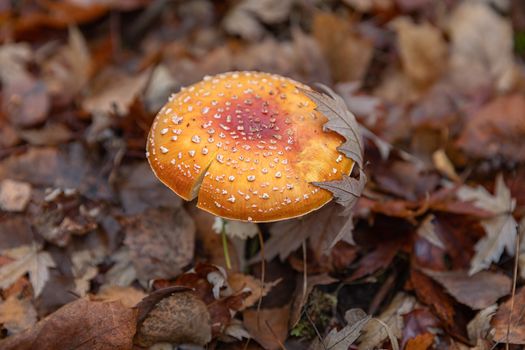 Red poisonous mushrooms in the autumn forest