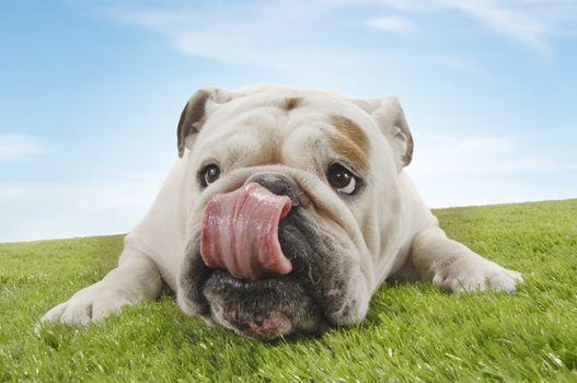 Bulldog lying down licking nose close-up