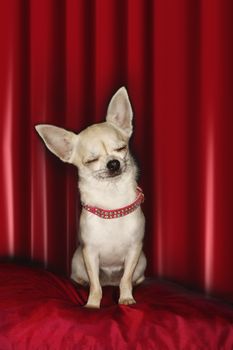 Chihuahua eyes closed sitting on red pillow
