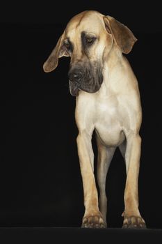 Great Dane standing front view