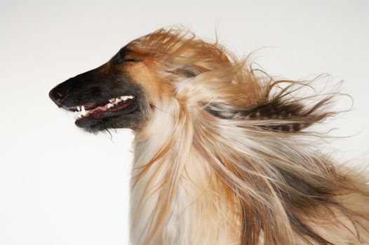 Afghan hound eyes closed windblown fur close-up profile